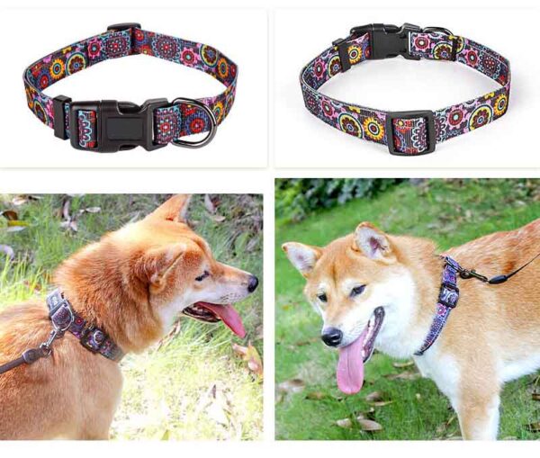 Dog Collar Designed