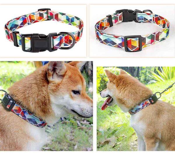 Dog Collar Designed