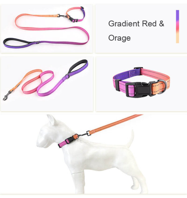 Dog Collar Designed