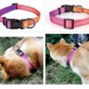 Dog Collar Designed