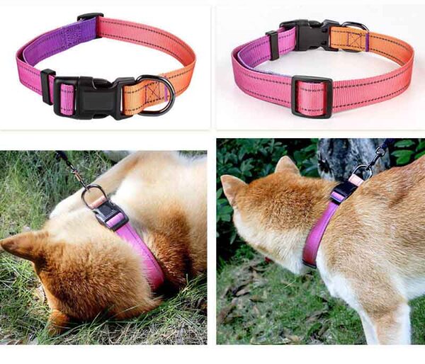 Dog Collar Designed