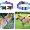 Dog Collar Designed