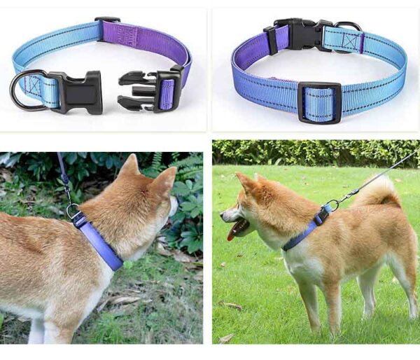 Dog Collar Designed